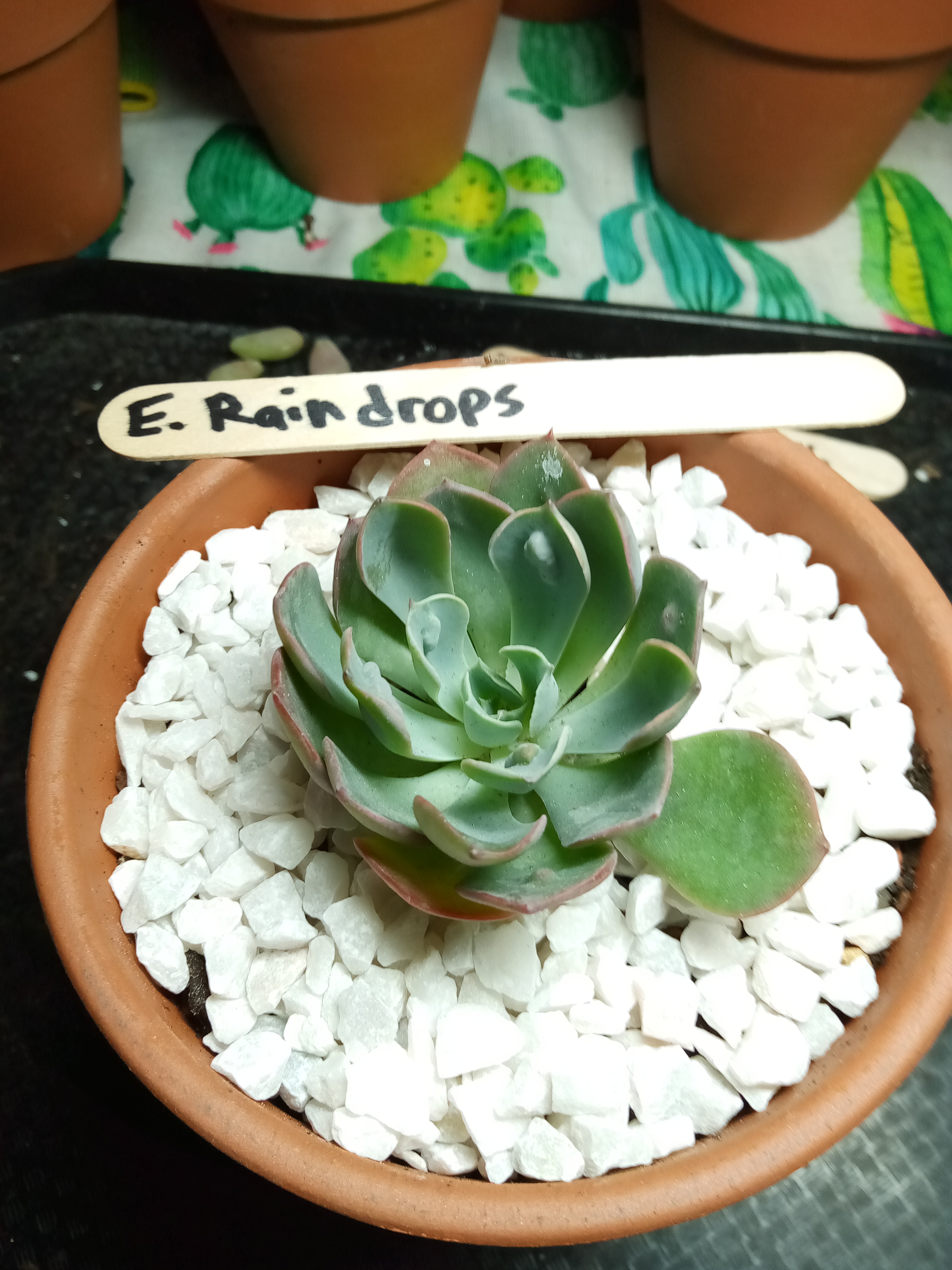 Echeveria Raindrops.jpg